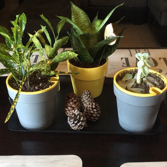 Meet your Posher, Itzel - Picture 1 of 1